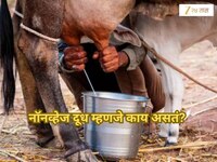 What is Non Veg Milk: मांसाहारी दुधावरुन भारत आणि अमेरिका भिडली; पण Non Veg Milk काय