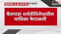 मुंबई हायकोर्टाने बैलगाडा शर्यतीविरोधातील याचिका फेटाळली