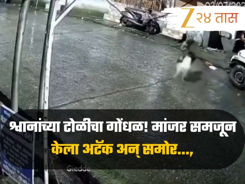 श्वानांच्या टोळीचा गोंधळ! मांजर समजून केला अटॅक अन् समोर..., Video पाहून हसू अवरणार नाही