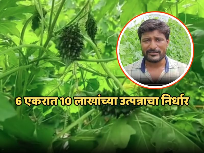Success Story: कडू कारल्यामुळे तरुण शेतकऱ्याच्या आयुष्यात गोडवा, 6 एकरात 10 लाखांच्या उत्पन्नाचा निर्धार!