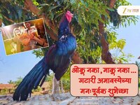 Gatari Amavasya Wishes in Marathi: ओकू नका, माकू नका... गटारी अमावस्येच्या मनःपूर्वक
