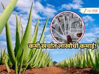 कमी खर्चात लाखोंची कमाई! हे काटेरी रोप तुम्हाला बनवेल श्रीमंत शेतकरी; एकदाच लावा आणि