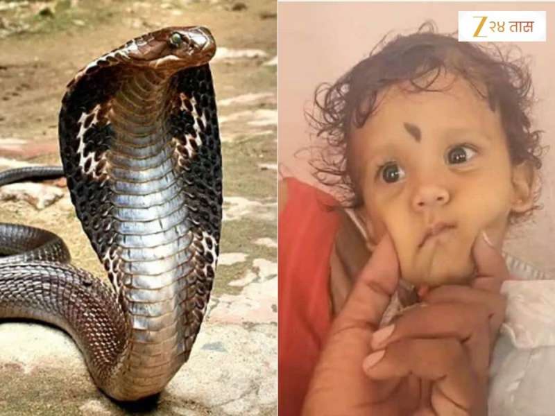 एक वर्षाच्या चिमुरड्याने चावा घेतल्यानंतर कोब्राचा मृत्यू; डॉक्टरही चक्रावले