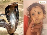 अंगणात खेळताना एक वर्षाच्या मुलाचे घेतला कोब्राचा चावा, पुढे जे घडल ते पाहून डॉक्टरह