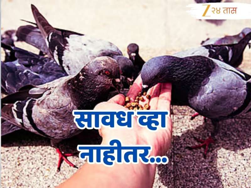 Mumbai News : सावध व्हा...कबुतरांना खायला घातल्याने पोलिसांकडून पहिला गुन्हा दाखल, काय आहे नेमकं प्रकरण?