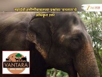 महादेवी हत्तीणीबाबत वारंवार विचारल्या जाणाऱ्या प्रश्नांना 'वनतारा'चे अधिकृत उत्तर