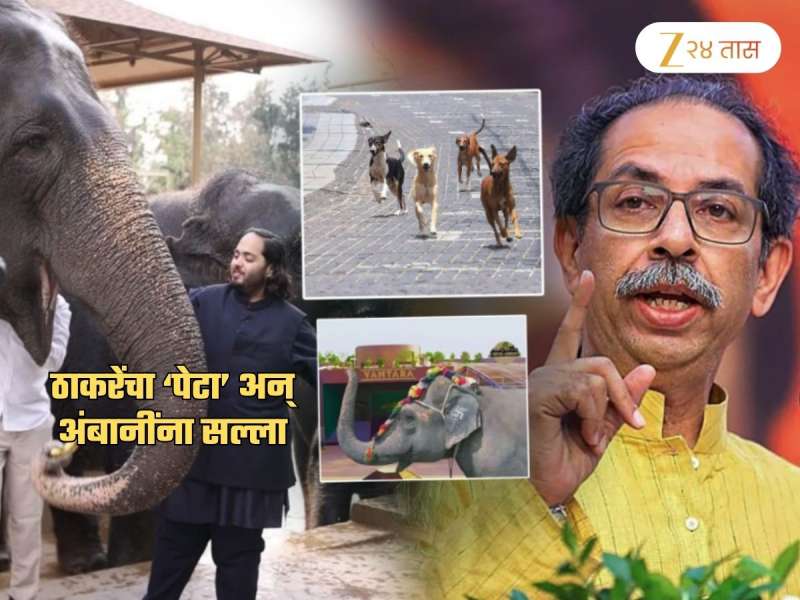 'अंबानींवर टीका करण्यात...', 'महादेवी'संदर्भात ठाकरेंच्या सेनेचा सल्ला; 'शहरांत भटकी कुत्री...'