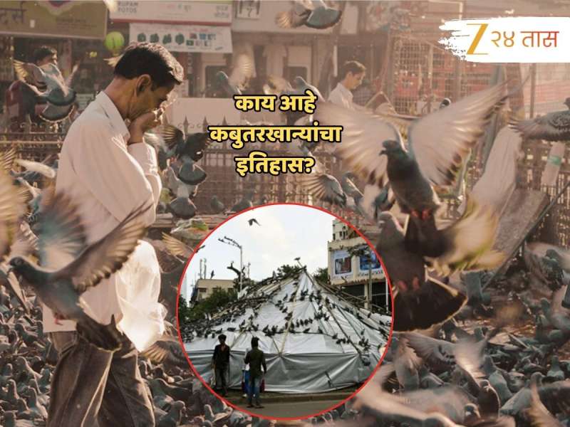 वाद, समाज आणि कबुतर... काय आहे मुंबईतील कबुतरखान्यांचा इतिहास?