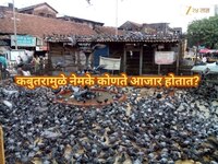 कबुतरामुळे नेमके कोणते आजार होतात? 'हे' 5 आजार ठरु शकतात जीवघेणे