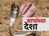 भारतात सर्पदंशामुळे सर्वाधिक मृत्यू, सर्पदंशामुळे वाढवली देशाची चिंता