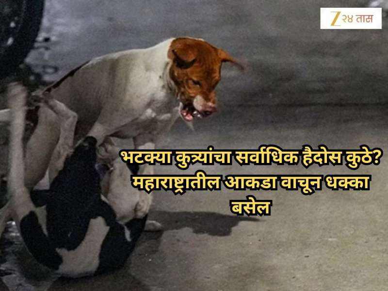 देशात भटक्या कुत्र्यांनी सर्वाधिक चावे कुठे घेतले? महाराष्ट्र कितव्या क्रमांकावर?