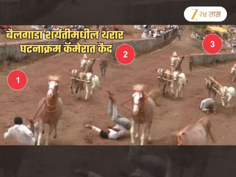 बैलगाडा शर्यतीचा थरार कॅमेरात कैद! भरधाव घोडेस्वार खाली कोसळला अन् बैलांनी...; पाहा Video