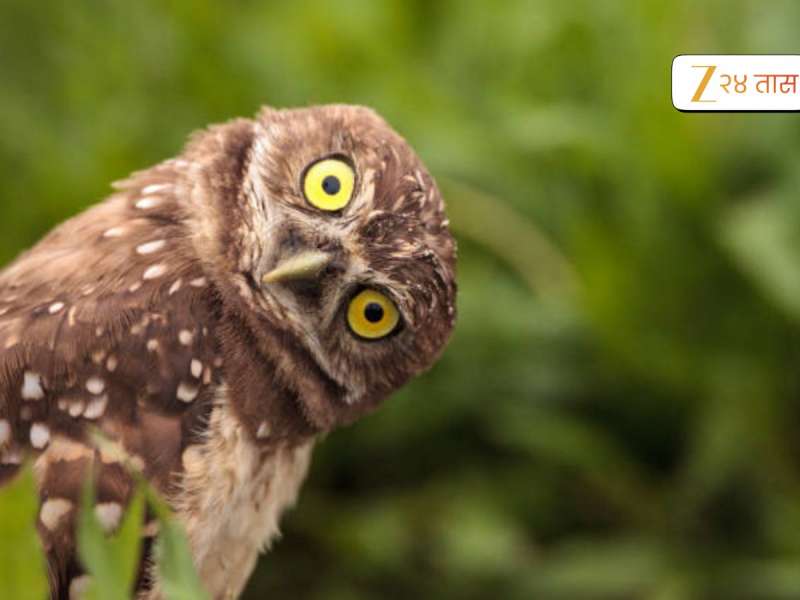 लक्ष्मीदेवीचं वाहन असूनही घुबडं दिवाळीच्या आधी का पकडली जातात? या मागचं गूढ ऐकून थरकाप उडेल!