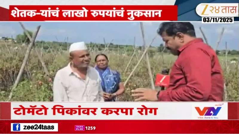 Due to rain in Srigonda taluka heavy incidence of Karpa disease on tomato crop