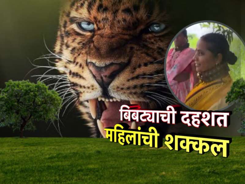 बिबट्यांची दहशत महिलांची शक्कल, बिबट्यापासून संरक्षण व्हावं म्हणून गळ्यात खिळे असलेले पट्टे