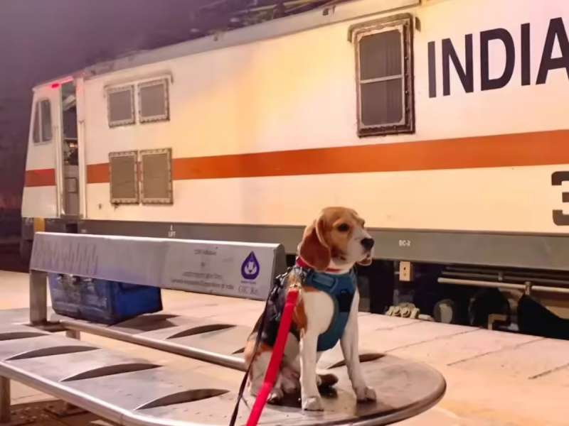 रेल्वे प्रवासादरम्यान पाळीव प्राण्यांना सोबत घेऊन जाता येतं का? जाणून रेल्वेचे नियम 