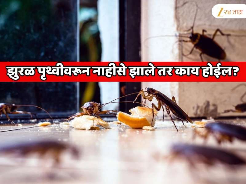 झुरळ पृथ्वीवरून नाहीसे झाले तर काय होईल? संशोधकांचे धडकी भरवणारे संशोधन