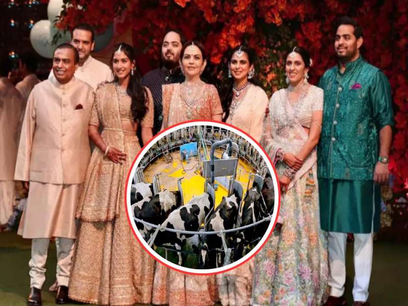 मुकेश अंबानींचा परिवार पितो 'या' खास गायीचे दूध! पुण्याशी खास कनेक्शन!
