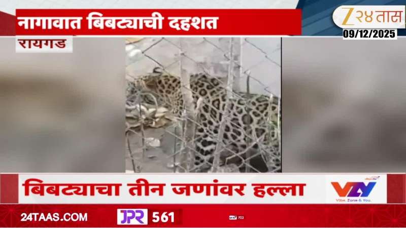 Alibaug Leopard News