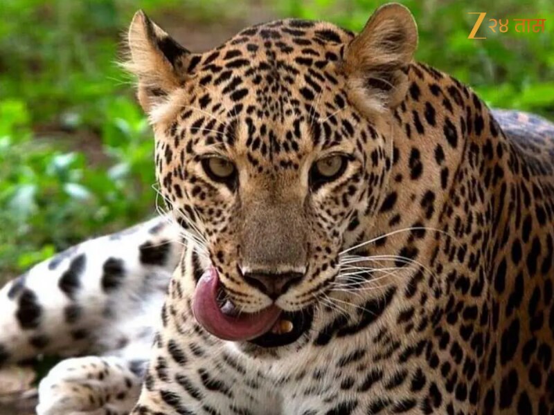 बिबट्या म्हणजे नैसर्गिक आपत्ती? का वाढले हल्ले? वनविभागाला या प्राण्यामुळं ₹5,60,00,00,000 चं अनुदान