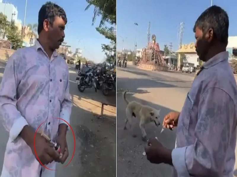 कुत्र्यांच्या सामूहिक हत्येने राज्य हादरलं! निवडणुकीतील आश्वासन पूर्ण करण्यासाठी 7 दिवसांत 500 कुत्र्यांना केलं ठार, एकच खळबळ