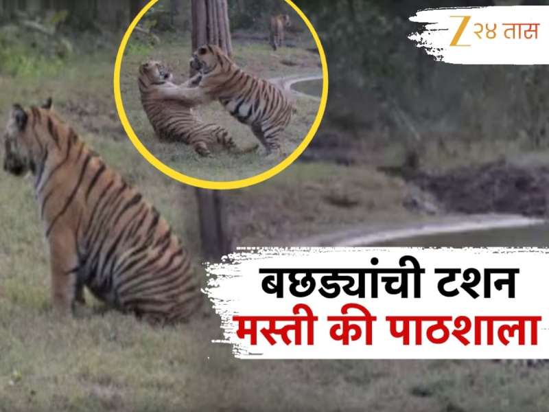 Video : राजकारणातील नाही तर जंगलातील 2 भावांची चर्चा, बछड्यांची रंगली 'मस्ती की पाठशाला' 