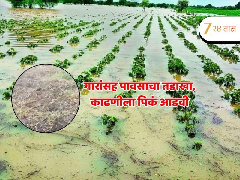 Weather Update : राज्यासाठी पुढचे 24 तास महत्त्वाचे, येलो अलर्ट! अवकाळी पावसाचे सावट