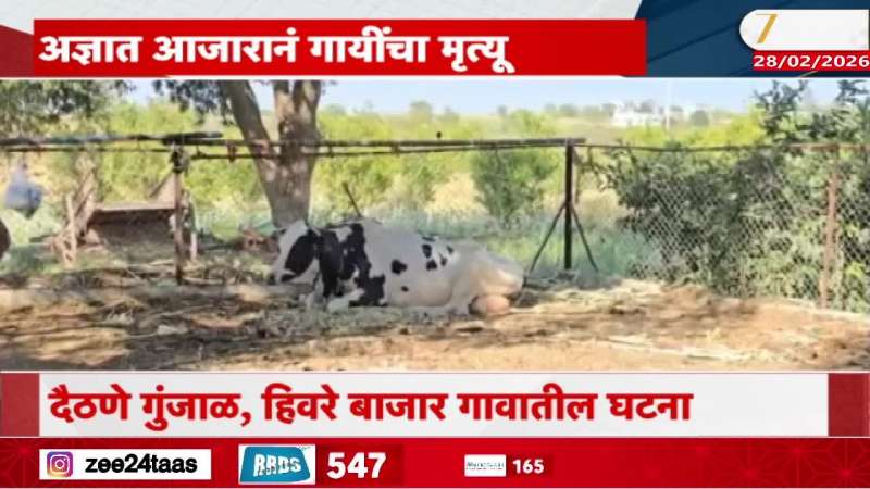 Ahilyanagar Cow Disease maharashtra 