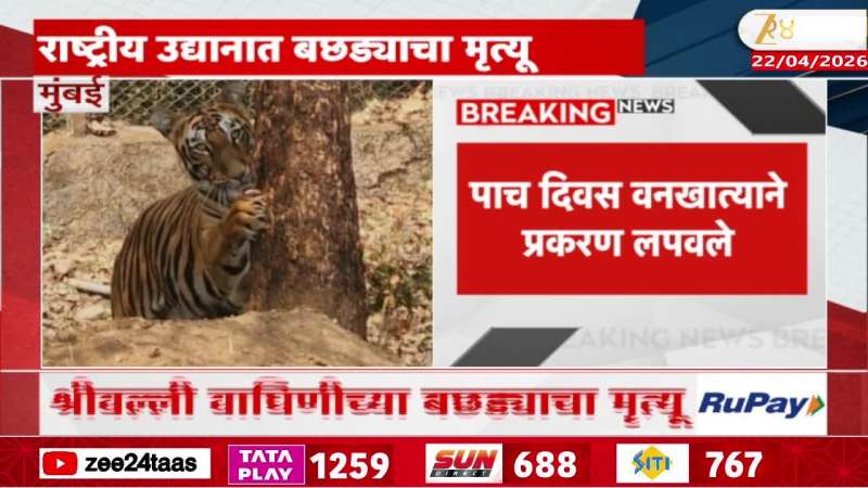 Srivalli tigress cub dies in Mumbai's Sanjay Gandhi National Park