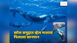 Video : खोल समुद्रात मादी व्हेल पिलाला स्तनपान करतानाचे क्षण कॅमेऱ्यात कैद