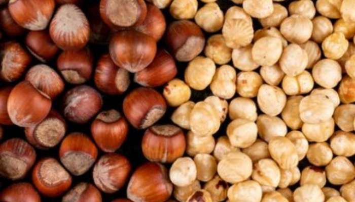 hazelnuts, benefits of eating hazelnuts, fitness, health tips,hazelnuts flavour, hazelnuts flavour food, lifestyle, lifestyle news, lifestyle news in marathi, 
