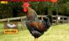 Pune Woman Files Compalint Of Rooster Crowing Early Morning Disturbing Sleep